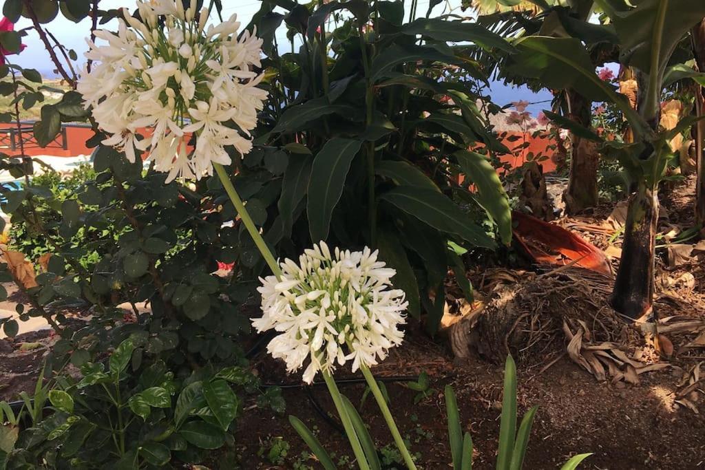 Finca La Romera La Orotava Esterno foto